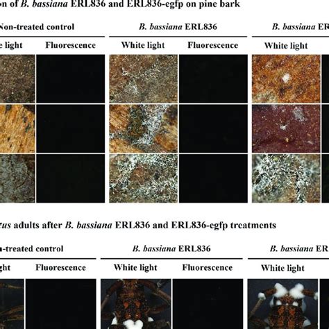 Control Efficacy Of B Bassiana Erl836 Against M Alternatus By Fungal Download Scientific