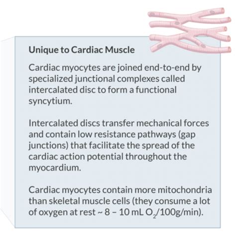 Cardiovascular Anatomy Physiology Flashcards Quizlet