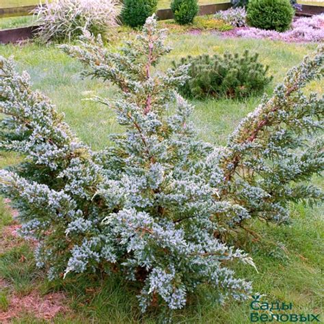 Можжевельник чешуйчатый Мейери - Сады Беловых