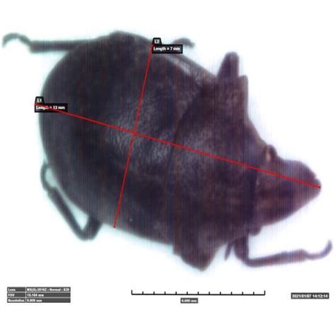 KEANEKARAGAMAN ARTHROPODA PERMUKAAN PADA TANAH DI LIMA HABITAT DENGAN