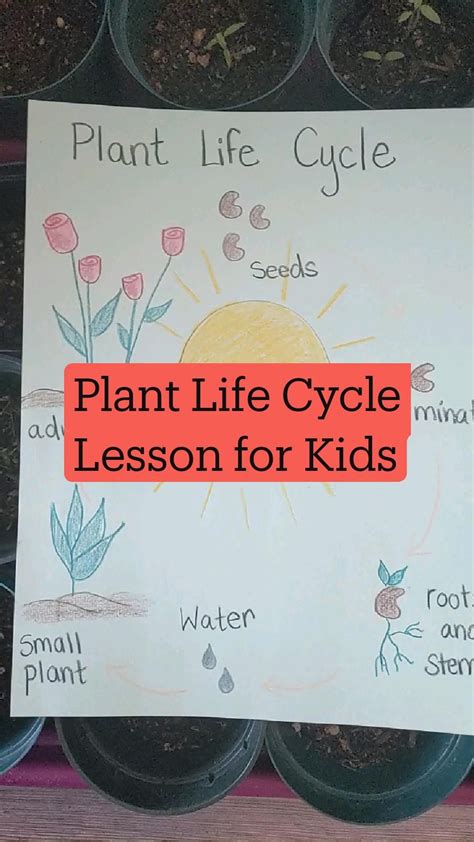 Plant Life Cycle Stages 3rd Grade Science Pbl Artofit