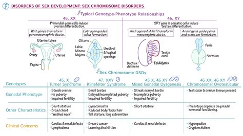 Embryology Sex Chromosome Dsd Ditki Medical Biological Sciences