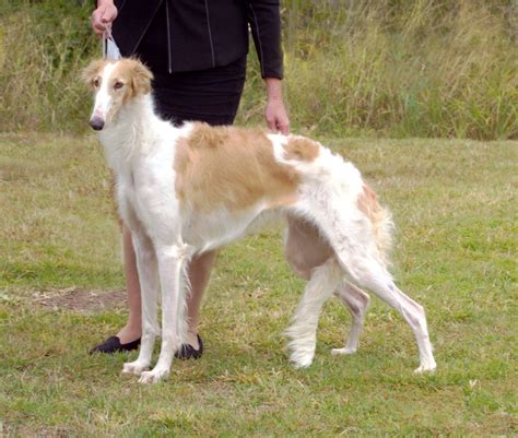 Borzoi The Breed Archive