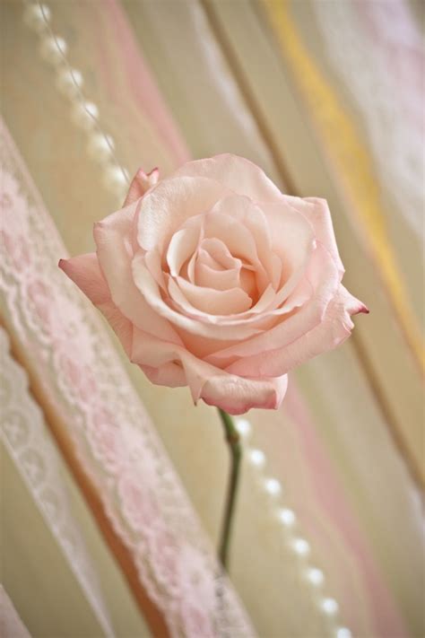 Decor Delicada Nude P Ssego Dourado Vestida De M E