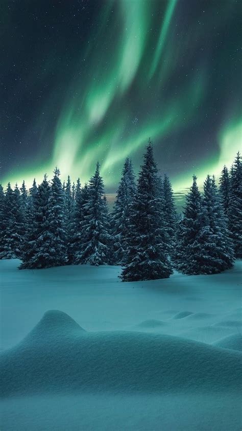 The Northern Lights Shine Brightly Over Snow Covered Evergreens And