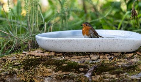 What Color Attracts Birds To Your Bird Bath Expert Tips Spark Lark