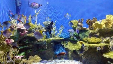 Aquario Para Imprimir