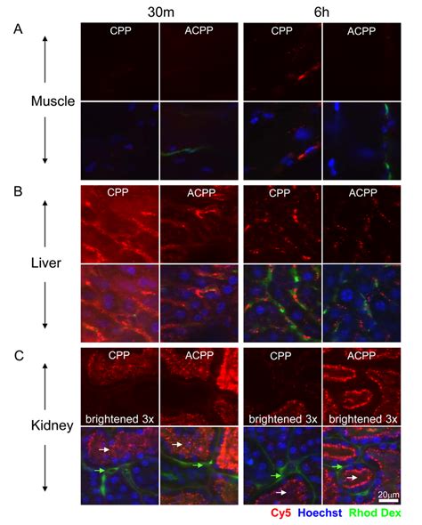 Confocal Microscopy Of Cpp And Acpp In Organs Revealed Peptide