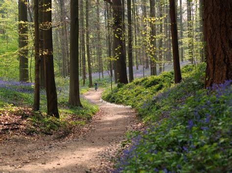 BLUEBELLS AT HALLERBOS - S Marks The Spots