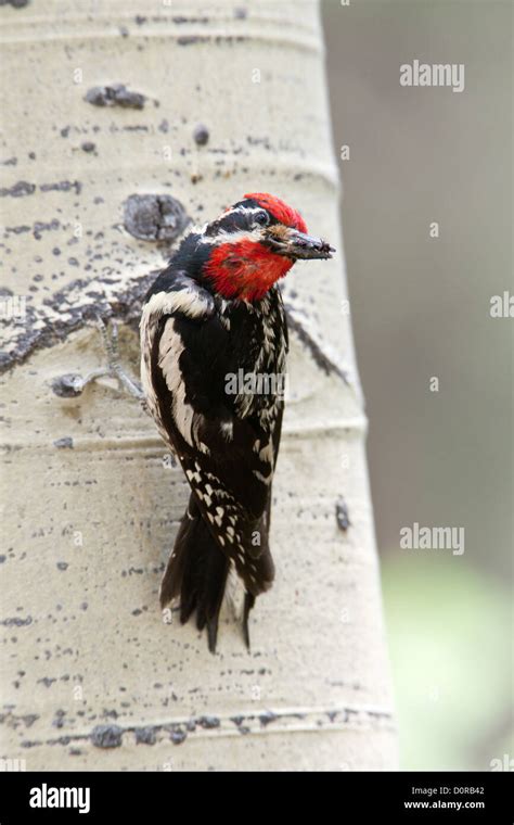 Red Naped Sapsucker On Aspen Tree Perching Bird Birds Woodpecker