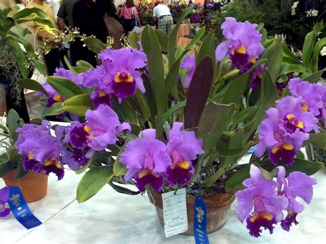 Orchid show Fort Lauderdale | Orchid show, Orchids, Glass vase