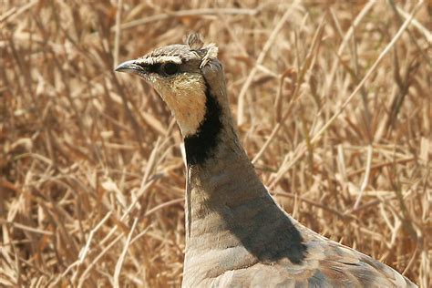 Bobhogeveen Nl Kenia Tanzania 2009 Vogels 560 Zandhoen3 900