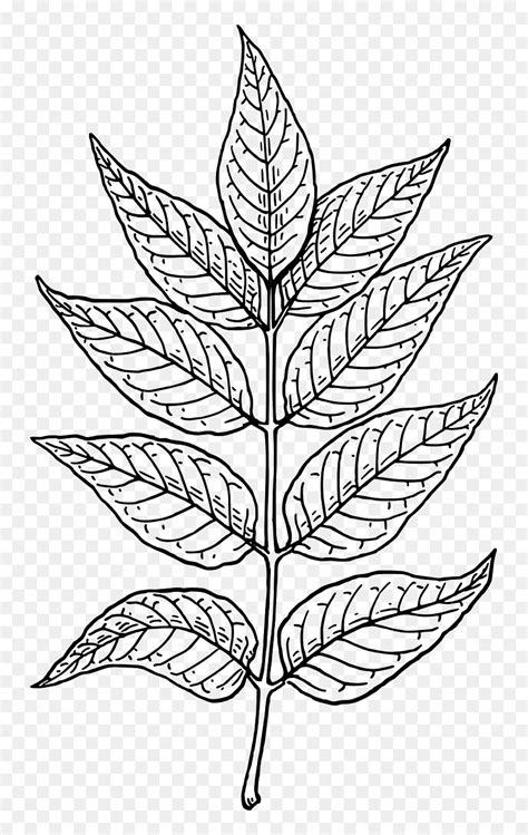 Neem Tree Leaf Drawing, HD Png Download - vhv