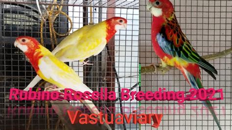 Breeding Progress 2021Rubino Rosella In Vastuaviary#Rosella Breeding ...