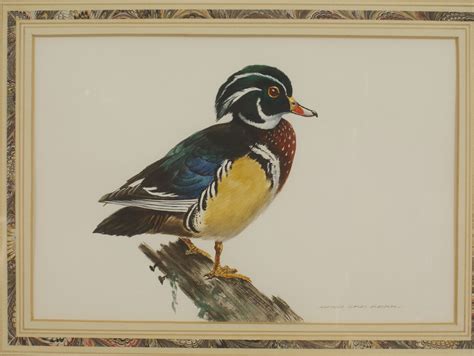 English Victorian Bird Watercolor