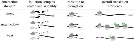 Model Explaining Why Translation Efficiency May Be Maximized For Mrnas