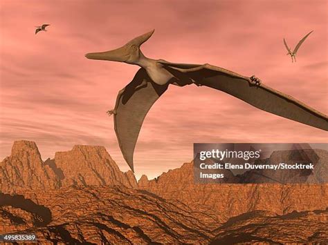 Pteranodon High Res Illustrations Getty Images