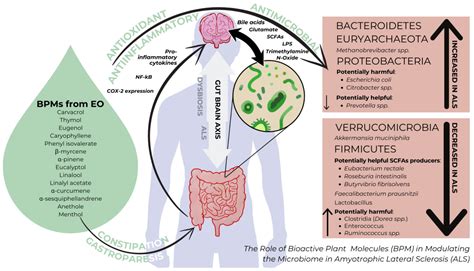 Bridging the Gap: Harnessing Plant Bioactive Molecules to Target Gut