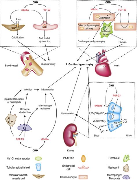 Direct And Indirect Effects Of Fgf And Klotho On Myocardium In Ckd