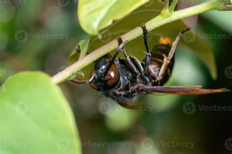 Black Wasp Insect Close Up Macro Premium Photo 11249350 Stock Photo At