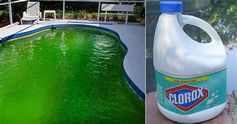 How To Clean A Green Pool With Bleach Hello Lidy Green Pool Green