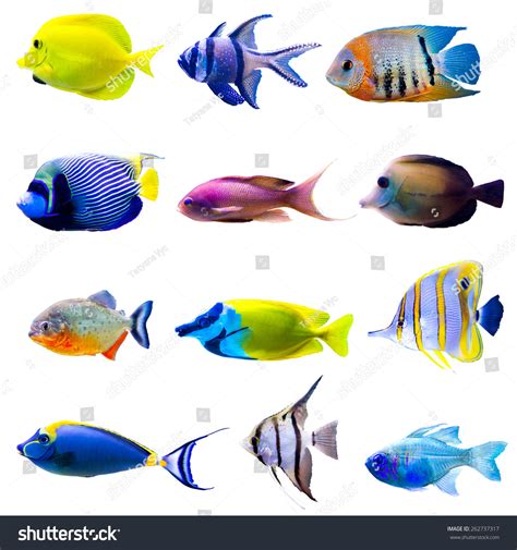 Tropical Fish Wallpapers