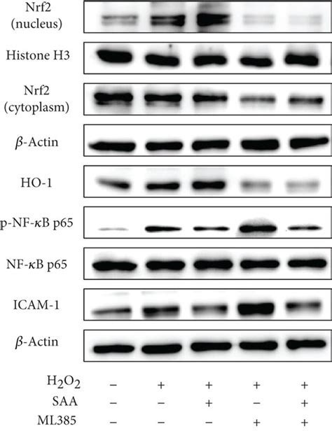 The Effects Of Ml On Hk Cell Viability And Saa On The Nrf And