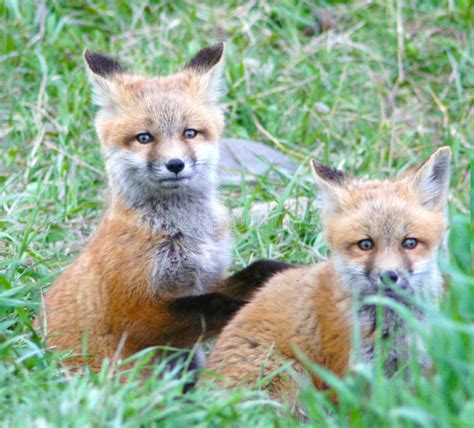 Fox Pups Take A Look At What S Around Them In Jackson Hole Wyoming