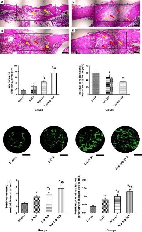 Bone Regeneration And Biomaterial Degradation Of Defected Area Download Scientific Diagram