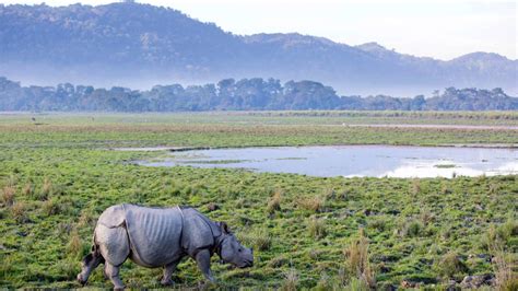 Ways To Max Out A Summer Holiday In The Kaziranga National Park