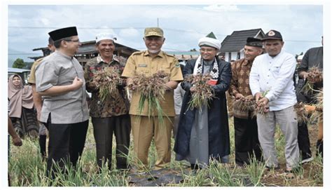 Panen Perdana Bawang Merah Gubernur Mahyeldi Apresiasi Inovasi