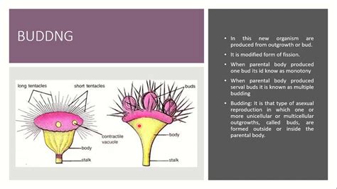 Biology Phylum Protozoa Reproduction In Protozoa Youtube