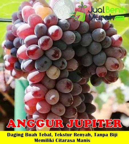 Jual Bibit Anggur Jupiter Cepat Berbuah Jualbenihmurah