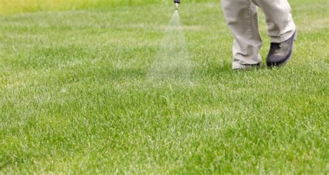 Common Lawn Pests And How To Control Them