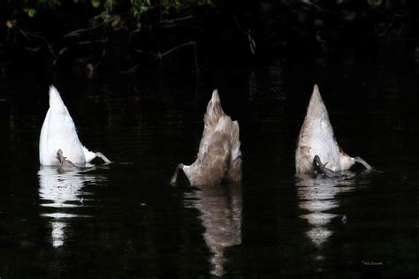 Cygne Tubercul Cygnus Olor Mute Swan Cygne Tubercul Cy Flickr