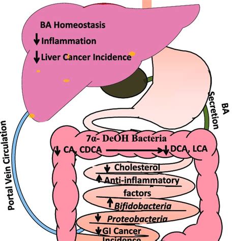 Beneficial effects of normalized bile acid homeostasis and gut... | Download Scientific Diagram