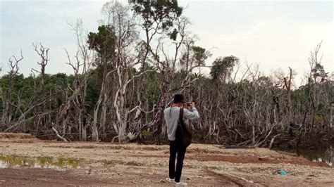 Ada 130 000 Hektare Mangrove Harus Direhabilitasi Dishut Kaltara