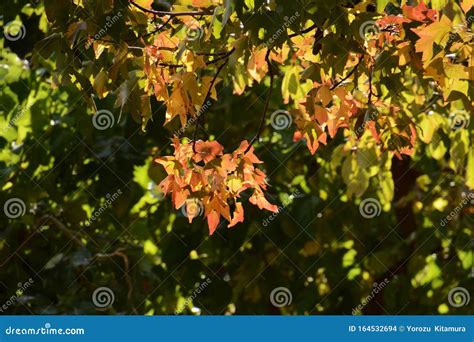 Gelbe Blätter Und Früchte Des Hackberry Nettle Baumes Stockfoto Bild