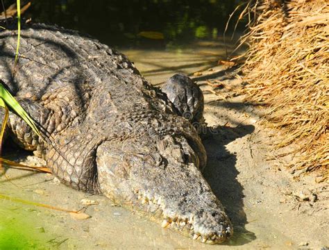 An Alligator is a Crocodilian in the Genus Alligator of the Family ...