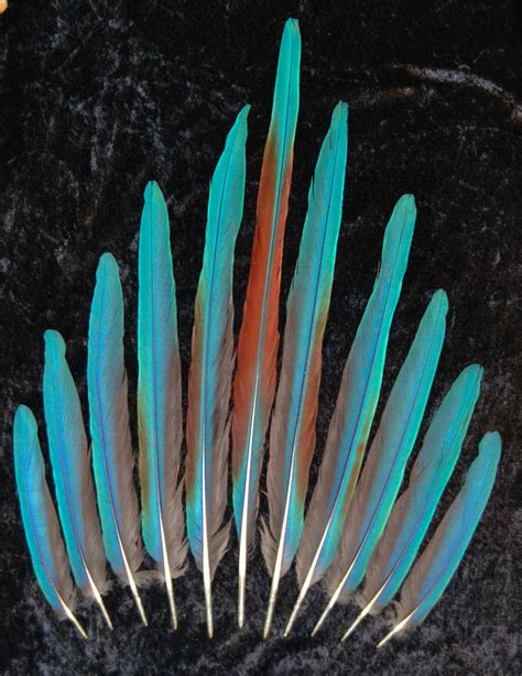 Greenwing Macaw Tail Feathers, Greenwing Parrot Cruelty Free Tail ...