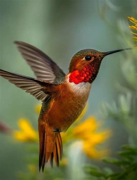 A Hummingbird Flying In The Air Near Yellow Flowers