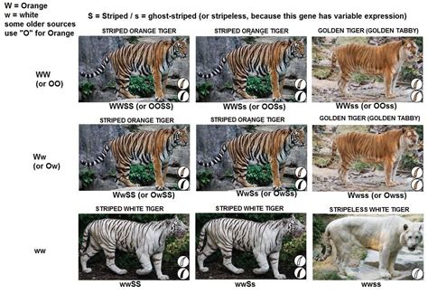 Tiger Subspecies Chart