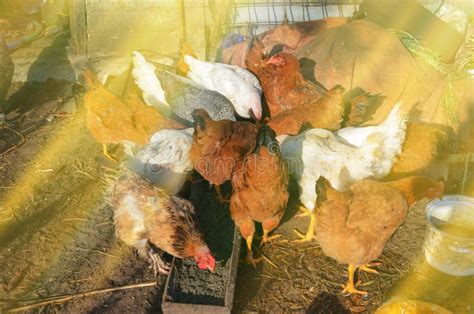 Muitos Frangos Comendo Alimentos Na Fazenda Muitos Galos De Galinha