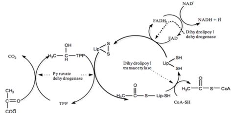 Glycolysis Regulation Pyruvate Dehydrogenase And Citric Acid Cycle Flashcards Quizlet