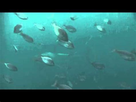 Planet Carnivore Planet Carnivore Oceans Great White Shark Youtube