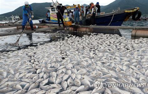 남해안 33만여마리 폐사 신고93만마리 대피종합2보 연합뉴스