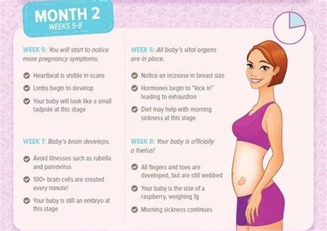 Pregnancy Month By Month Guide To Your Second Month