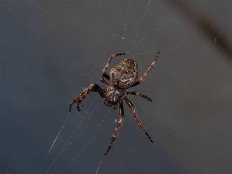 8 Images Uk Garden Spider Identification And View - Alqu Blog