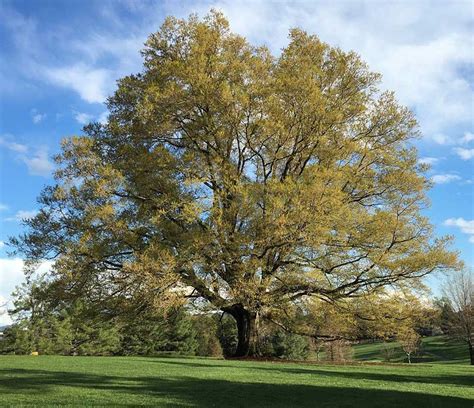 Quercus Alba White Oak Country Bumpkin Plant Nursery