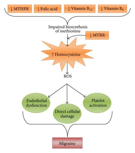 Schematic Representation Depicting The Role Of Vitamins B6 B12 And